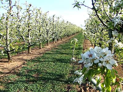 El Peral (pyrus communis) corresponde a una especie generalmente de hojas caducas, muy similar al manzano. Se encuentra dentro de la familia de las Rosáceas, siendo la especie más conocida en términos productivos el Peral Común, Pyrus communis L. (2n=34).El peral corresponde a un árbol piramidal, redondeado en su juventud, luego oval, que llega hasta 20 metros de altura y vive aproximadamente  65 años.  La especie Peral (pyrus communis) posee hojas aserradas, crenadas o enteras, rara vez lobuladas, pecioladas y estipuladas. Posee yemas de tipo mixta con escamas imbricadas. Las flores del peral brotan al mismo tiempo que las hojas, e incluso en algunos casos florecen antes, en racimos umbeliformes, de color blancas y rara vez son de color rosados.